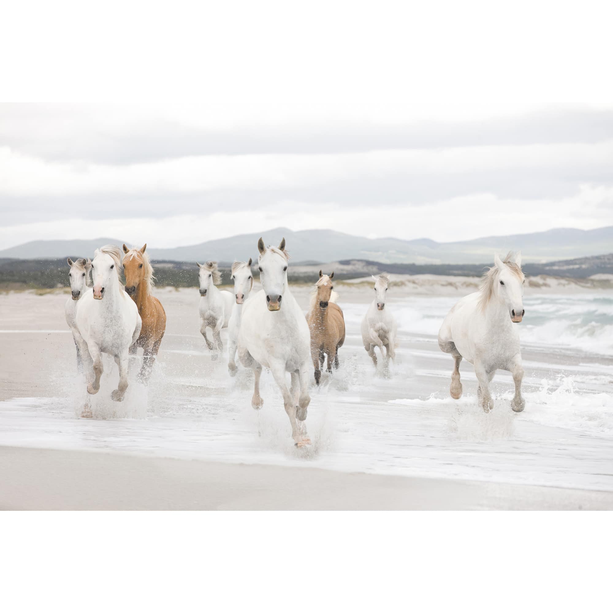 Komar White & Brown Horses Mural